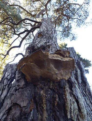 On a stem wound (pore surface and perspective) on black pine in Hocley, UK.